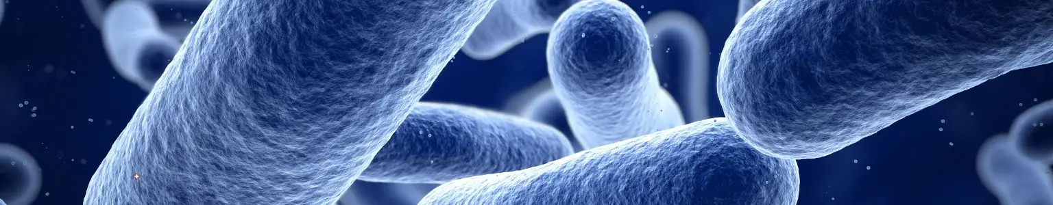 Bacteria
