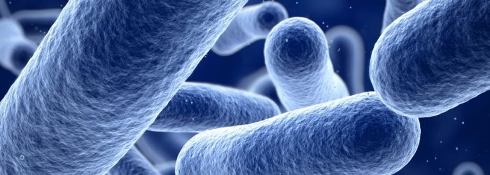 Bacteria 1024×1024 bacteria