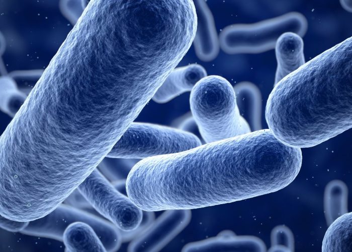 bacteria