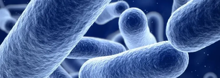 bacteria